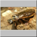 Pamphiliidae sp - Blattwespe 01b 11mm.jpg